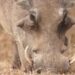 مكافأة 500 يورو للصيادين.. خطة فنلندية لمحاصرة حمى الخنازير الإفريقية
