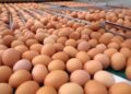 شركة فنلندية تسحب بيضًا من الأسواق بعد اكتشاف السالمونيلا في إحدى مزارع الدواجن